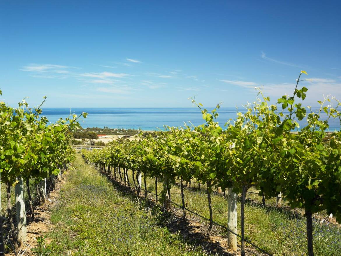 RUDDERLESS-VINEYARD.jpg