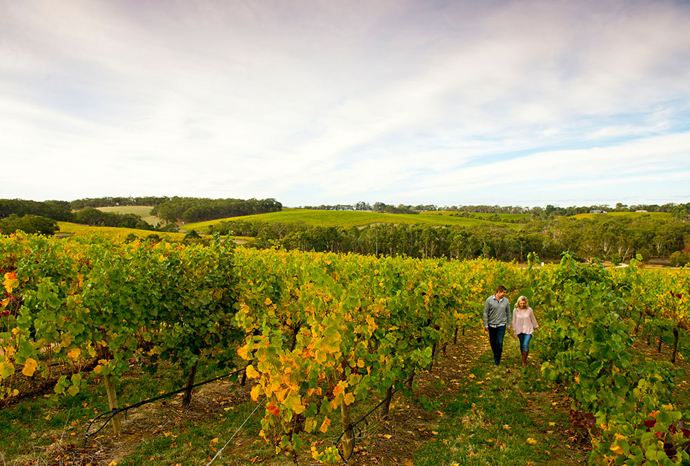 wine tours in adelaide hills